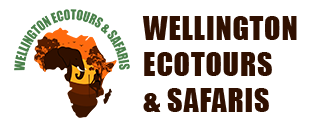 Wellington Ecotours & Safaris